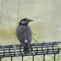  於大公園 ： ペンステモン・・・引越しHatenaブログのテンプレート設定が楽しみでした。