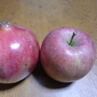 秋の果物～！？