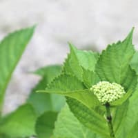 タオルの本場、愛媛県今治市の工場に特別に注文して製造してもらった、おうみ進学プラザのオリジナル版です。