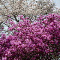 桜とツツジの競演