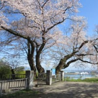 岩崎ノ鼻灯台の桜