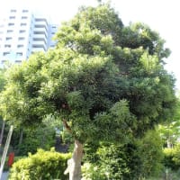 ヤマモモの果実