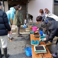 江戸前海苔づくり体験記①-木更津市