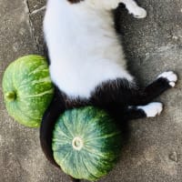 南瓜と戯れる