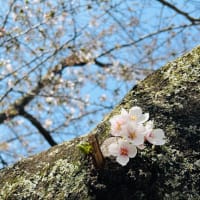 桜咲く季節^ ^