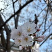 茅ヶ崎中央公園の桜🌸