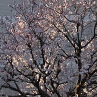 不思議な桜