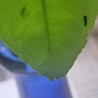 アゲハの幼虫、孵ってます
