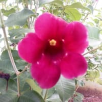 Flor da Gloxinia 