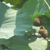 カルガモ親子4日目　まだここにいる