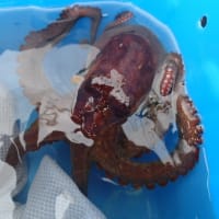那珂湊、大洗沖　タコ釣行記