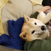 クリンへの想いは尽きなくて・・・297