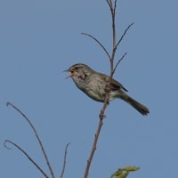 05/14探鳥記録写真-2：はまゆう公園の鳥たち（ウグイス、ホオジロ、ムクドリ、）
