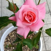 優雅な姿と香りの芳純