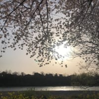 桜🌸散歩三昧と〇〇感。