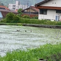 雨