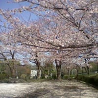 春の写真Part.２　桜（近所の公園）
