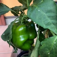 気付けば1ヶ月近く経っている・・・