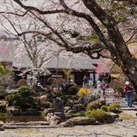  駒ケ根　光前寺の春景.....part 2