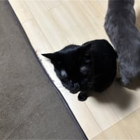 甘えたい年頃・・・？ｗ
