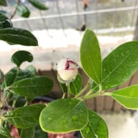 ー開花！ー