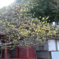 蝋梅の開花！心ときめく温かい春の訪れです。