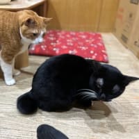 看板猫のいるお店で猫猫飲み 2 (2312-3)