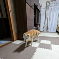 クリンへの想いは尽きなくて・・・296