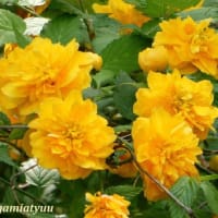 「相模が丘仲よし小道」では黄色い花「ヤマブキ」がお目見え！！
