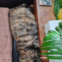 茶猫タイム　そこ！？
