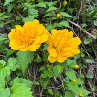 ヤマブキ（山吹）が咲き始めた