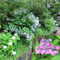 祇園　円山公園の桜猫たち