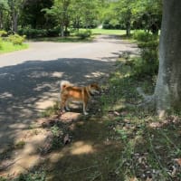 昼のお散歩は木陰がいっぱいの南郷上ノ山公園へ