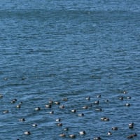 腰痛になり、今日はデスコンになった小さなNikon1カメラで狭山湖に