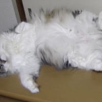 gooブログ～終了だって！！　どうしよう！！(※４月１６日　追記あり）