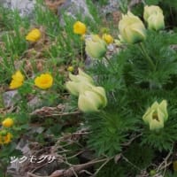 栂池から白馬岳へ　夢見たツクモグサと出会う
