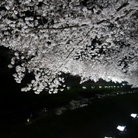 一夜限りの野川の桜ライトアップ最高でした。