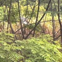 吉尾川河口でヤマセミに出逢う　スマホ撮影