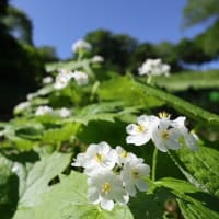 初夏の奥志賀