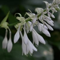 赤城自然園⑤