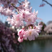 宇都宮の桜