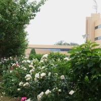 花が美しい高木　白雲木のその後、