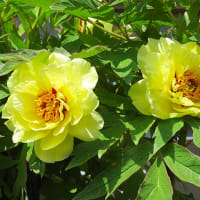黄色い芍薬。