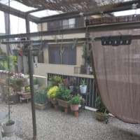 いつもの夏と違う