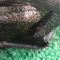 アルダブラゾウガメ