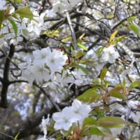 多摩自然科学園の桜３