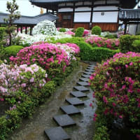 雨の法雲禅寺