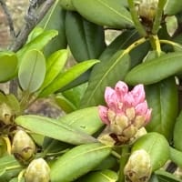 石楠花の蕾がほころぶ