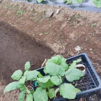 続 梅雨時の畑作業