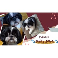 You Tube始めました🐾